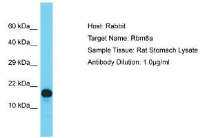 Host: Rabbit  Target Name: Rbm8a  Sample Tissue: Rat Stomach lysates  Antibody Dilution: 1.