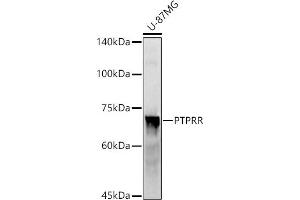 Western blot analysis of extracts of U-87MG cells, using PTPRR antibody (ABIN7269711) at 1:1000 dilution. (PTPRR Antikörper)