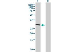 KIF26A antibody  (AA 1-203)