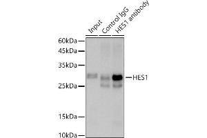 Immunoprecipitation analysis of 600 μg extracts of Rat testis cells using 3 μg HES1 antibody (ABIN7267624). (HES1 Antikörper)