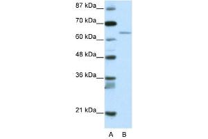 RFX5 antibody (20R-1188) used at 0. (RFX5 Antikörper  (N-Term))
