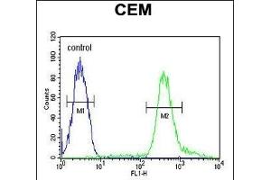 TSH2 Antibody (N-term) (ABIN651481 and ABIN2840262) flow cytometric analysis of CEM cells (right histogram) compared to a negative control cell (left histogram). (THNSL2 Antikörper  (N-Term))
