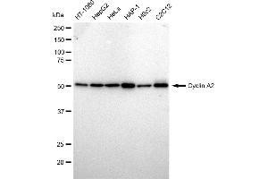 Western blotting analysis using Cyclin A2 antibody (ABIN7798186). (Rekombinanter Cyclin A Antikörper)