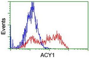 HEK293T cells transfected with either RC201284 overexpress plasmid (Red) or empty vector control plasmid (Blue) were immunostained by anti-ACY1 antibody (ABIN2454806), and then analyzed by flow cytometry. (Aminoacylase 1 Antikörper)