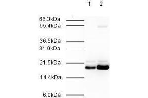 Affinity Purified Rabbit anti-MAD2L2 was used at a 1:500 dilution to detect human MAD2L2 by western blot. (MAD2L2 Antikörper  (AA 3-14))