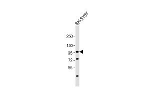 Anti-PROX1 Antibody  at 1:1000 dilution + SH-SY5Y whole cell lysate Lysates/proteins at 20 μg per lane. (PROX1 Antikörper  (N-Term))