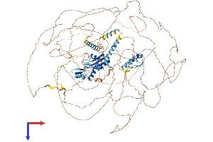 RBM20 Protein (AA 1-1199) (His tag)