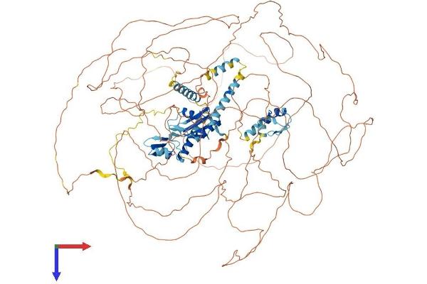 RBM20 Protein (AA 1-1199) (His tag)