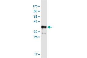 Western Blotting (WB) image for anti-Growth Differentiation Factor 5 (GDF5) (AA 28-127) antibody (ABIN2565559)