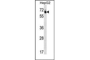 Western blot analysis of GUF1 Antibody (N-term) in HepG2 cell line lysates (35ug/lane). (GUF1 Antikörper  (N-Term))