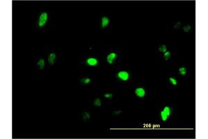 Immunofluorescence of monoclonal antibody to GFI1 on HeLa cell. (GFI1 Antikörper  (AA 1-91))