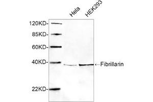 Western blot analysis of cell lysates using 1 µg/mL Rabbit Anti-Fibrillarin Polyclonal Antibody (ABIN398945) The signal was developed with IRDyeTM 800 Conjugated Goat Anti-Rabbit IgG.