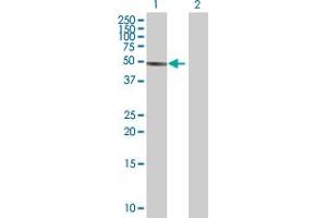 Western Blot analysis of FBXO9 expression in transfected 293T cell line by FBXO9 MaxPab polyclonal antibody.