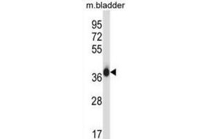 Western Blotting (WB) image for anti-Eukaryotic Translation Initiation Factor 2 Subunit 1 (EIF2S1) antibody (ABIN2997340)