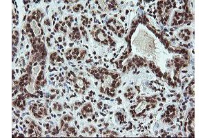 Image no. 14 for anti-Fetal and Adult Testis Expressed 1 (FATE1) antibody (ABIN1498222) (FATE1 Antikörper)