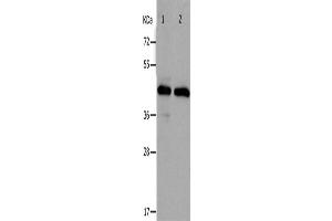Western Blotting (WB) image for anti-PRKC, Apoptosis, WT1, Regulator (PAWR) antibody (ABIN2431757) (PAWR Antikörper)