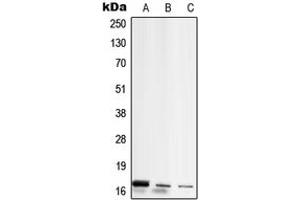Western blot analysis of RPL26L1 expression in MCF7 (A), Raw264. (RPL26L1 Antikörper  (C-Term))