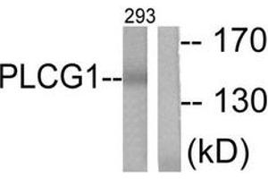 Western blot analysis of extracts from 293 cells, treated with EGF 200ng/ml 30', using PLCG1 (Ab-783) Antibody. (Phospholipase C gamma 1 Antikörper  (AA 751-800))