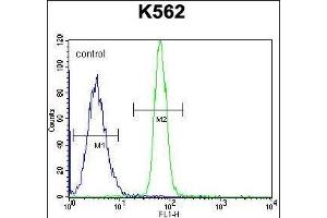 LRRC63 Antibody (C-term) (ABIN655839 and ABIN2845253) flow cytometric analysis of K562 cells (right histogram) compared to a negative control cell (left histogram). (LRRC63 Antikörper  (C-Term))