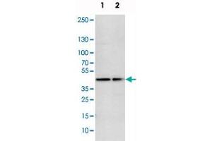 Western blot analysis of cell lysates with FAM172A polyclonal antibody  at 1:250-1:500 dilution. (Fam172a Antikörper)