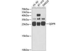 Western blot analysis of extracts of various cell lines, using QDPR antibody (ABIN6127808, ABIN6146531, ABIN6146532 and ABIN6221400) at 1:3000 dilution. (QDPR Antikörper  (AA 1-244))