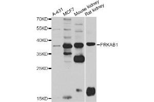 Western blot analysis of extracts of various cell lines, using PRKAB1 antibody. (PRKAB1 Antikörper)