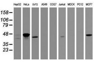 Image no. 2 for anti-Chromobox Homolog 8 (CBX8) (AA 1-260) antibody (ABIN1490666) (CBX8 Antikörper  (AA 1-260))
