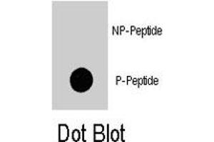 Dot blot analysis of PIK3C3 (phospho S676) polyclonal antibody  on nitrocellulose membrane.