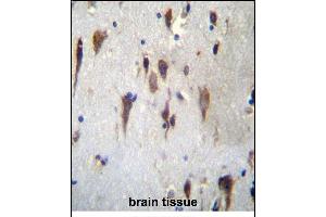 PCDH7 Antibdy (C-term) (ABIN656256 and ABIN2845572) immunohistochemistry analysis in formalin fixed and paraffin embedded human brain tissue followed by peroxidase conjugation of the secondary antibody and DAB staining. (PCDH7 Antikörper  (C-Term))