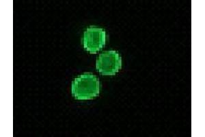 Immunofluorescence (IF) image for anti-H1 Histone Family, Member 0 (H1F0) antibody (ABIN1449237) (Histone H1 Antikörper)
