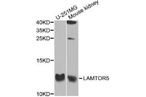 Western blot analysis of extracts of various cell lines, using LAMTOR5 antibody (ABIN5974937) at 1/1000 dilution. (HBXIP Antikörper)