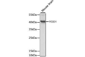Western blot analysis of extracts of mouse brain, using YOD1 antibody (ABIN6294115) at 1:3000 dilution. (YOD1 Antikörper)