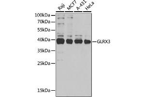 Western blot analysis of extracts of various cell lines, using GLRX3 antibody (ABIN6129752, ABIN6141153, ABIN6141155 and ABIN6221599) at 1:1000 dilution. (GLRX3 Antikörper  (AA 1-335))