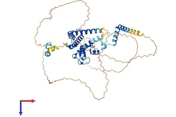 RAD18 Protein (AA 1-509) (His tag)