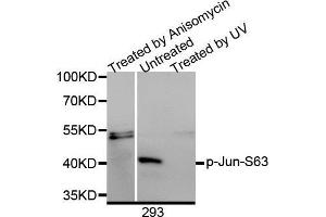 Western Blotting (WB) image for anti-Jun Proto-Oncogene (JUN) (pSer63) antibody (ABIN3023571)