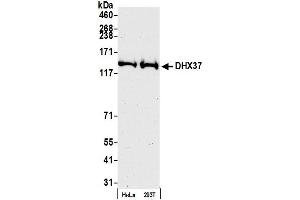 Western Blotting (WB) image for anti-DEAH (Asp-Glu-Ala-His) Box Polypeptide 37 (DHX37) (AA 1-50) antibody (ABIN7450168)