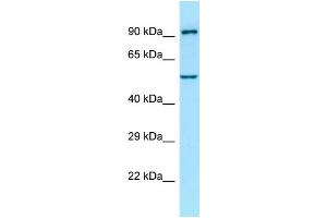 Western Blotting (WB) image for anti-Atlastin GTPase 1 (ATL1) (C-Term) antibody (ABIN2789990) (ATL1 Antikörper  (C-Term))