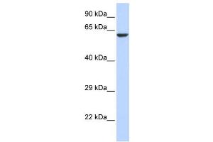 Western Blotting (WB) image for anti-Potassium Channel, Subfamily V, Member 1 (KCNV1) antibody (ABIN2458268) (KCNV1 Antikörper)