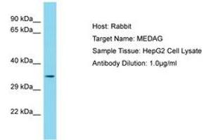 Image no. 1 for anti-Mesenteric Estrogen-Dependent Adipogenesis (MEDAG) (AA 115-164) antibody (ABIN6750713) (MEDAG Antikörper  (AA 115-164))
