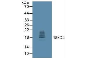 Figure. (CTLA4 Antikörper  (AA 52-211))