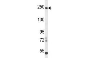L1CAM antibody western blot analysis in mouse cerebellum tissue lysate. (L1CAM Antikörper  (AA 1154-1182))