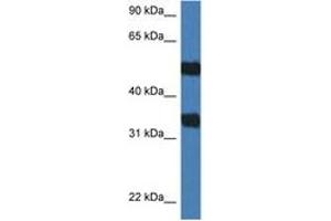 Image no. 1 for anti-Arylsulfatase G (ARSG) (AA 388-437) antibody (ABIN6747239)