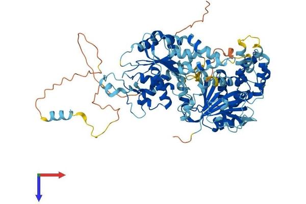 RAD54L Protein (AA 1-747) (His tag)