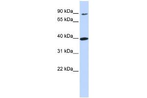 WB Suggested Anti-OR11H12 Antibody Titration:  0.