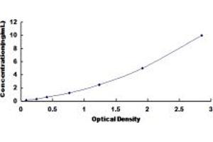 MAPK12 ELISA Kit