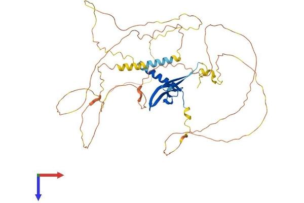 CBX2 Protein (AA 1-532) (His tag)