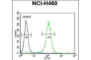 BHLH3 Antibody (N-term) (ABIN651934 and ABIN2840462) flow cytometric analysis of NCI- cells (right histogram) compared to a negative control cell (left histogram). (BHLH3 Antikörper  (N-Term))
