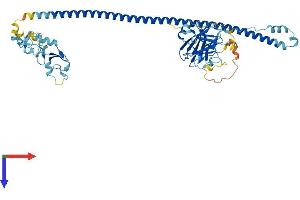 TRIM4 Protein (AA 1-500) (His tag)