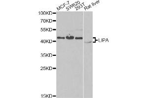 Western blot analysis of extracts of various cell lines, using LIPA antibody.
