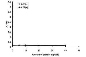 JNK Protein (Lys55Met-Mutant) (GST tag)